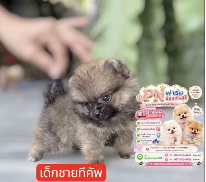 ปอมราคาถูก