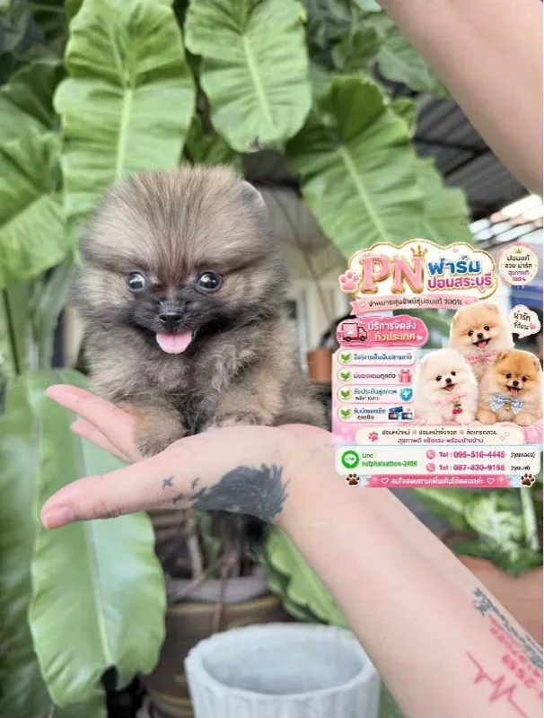 ปอมราคาถูก