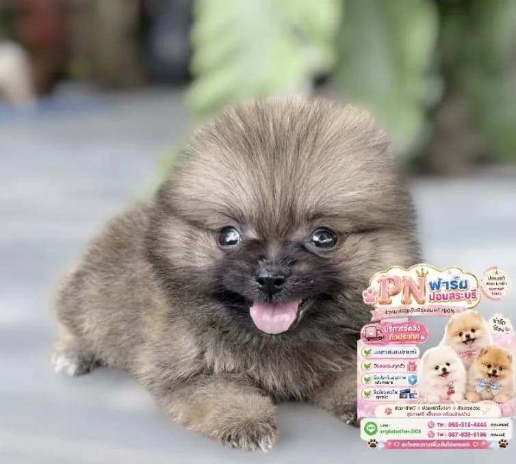 ปอมราคาถูก
