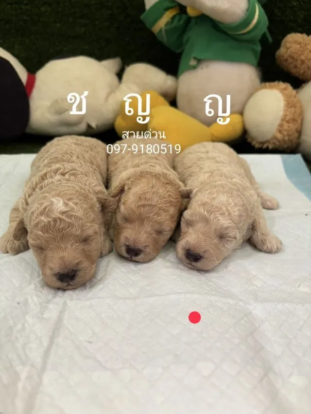 พุดเดิ้ลทอย ทีคัพ ขนแน่นขาสั้นหน้าหมี เกรดพรีเมียม