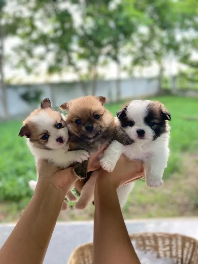 ชิสุห์ปอม น่ารักมากกก เพศชาย