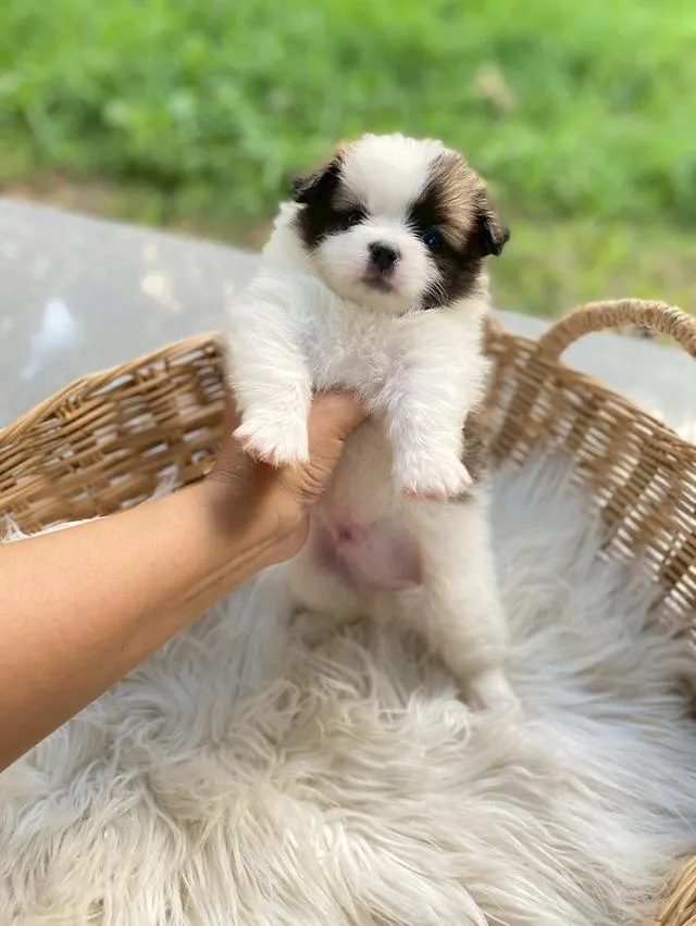 ชิสุห์ปอม น่ารักมากกก เพศชาย