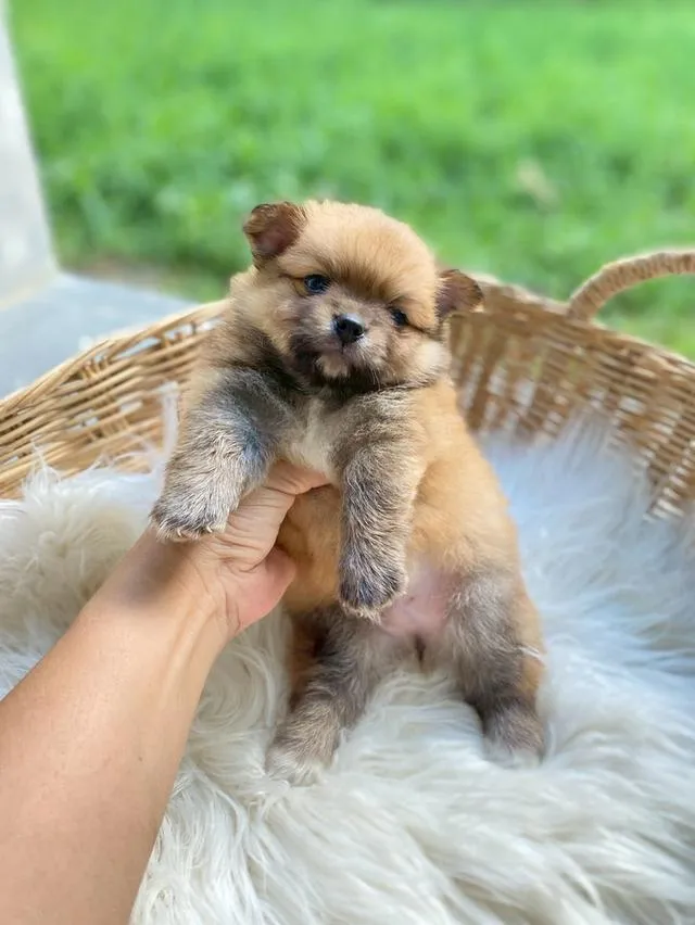 ชิสุห์ปอม น่ารักมากกก เพศชาย