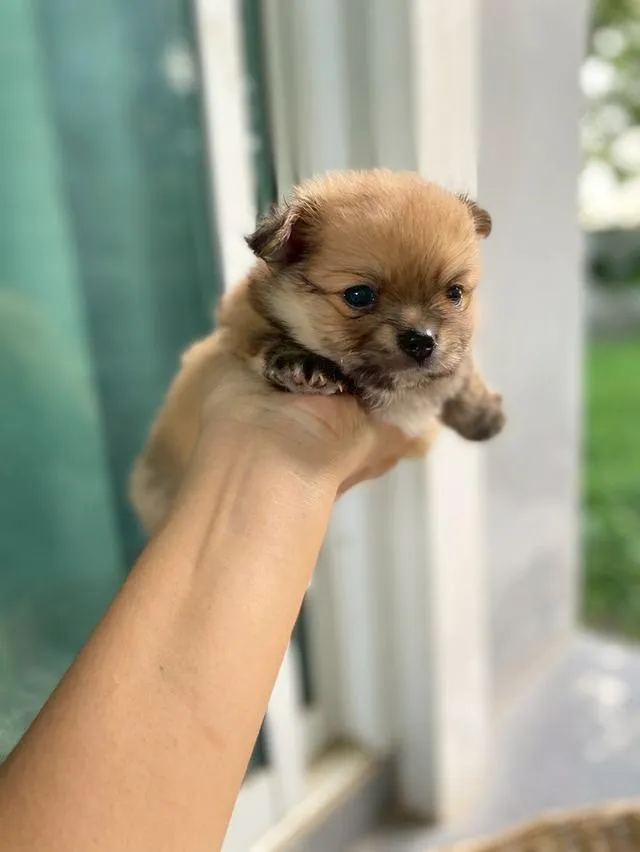 ชิสุห์ปอม น่ารักมากกก เพศชาย