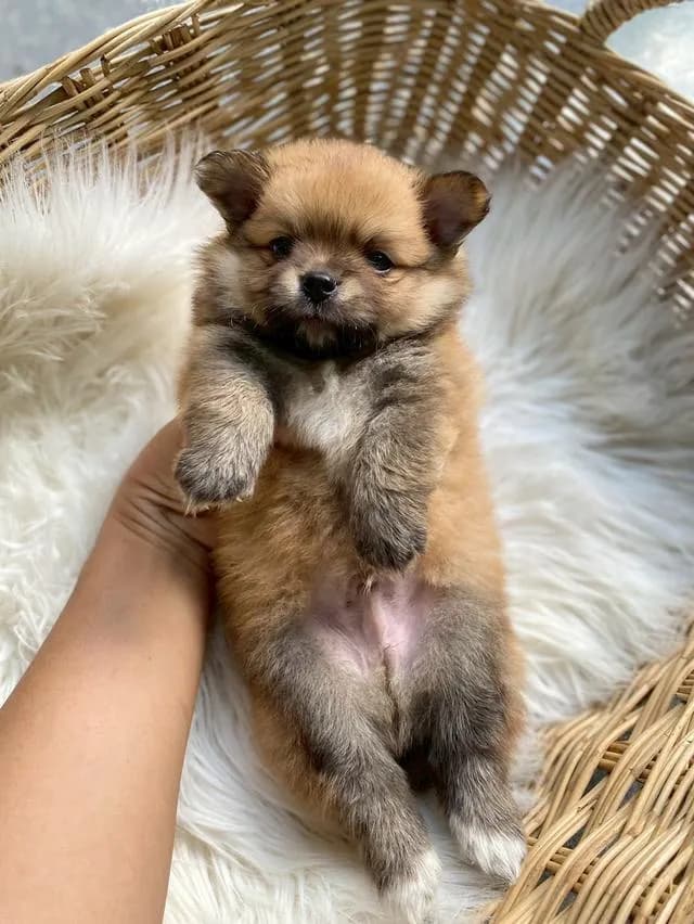 ชิสุห์ปอม น่ารักมากกก เพศชาย