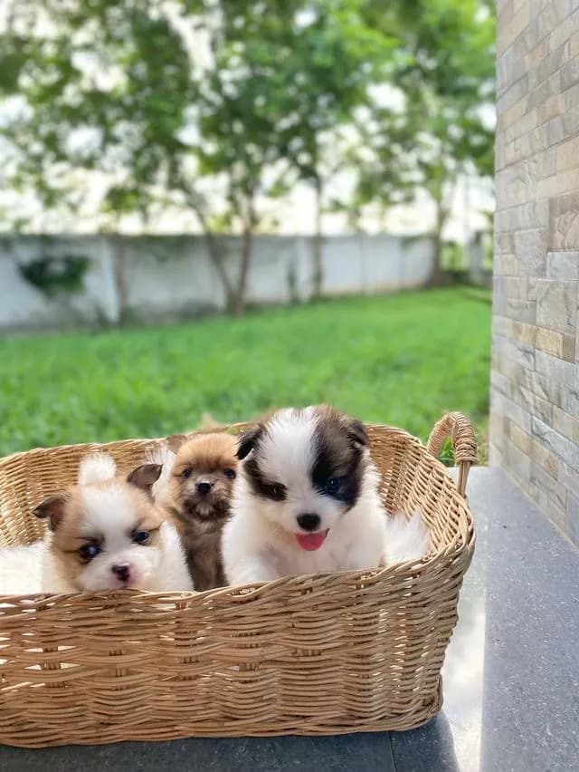 ชิสุห์ปอม น่ารักมากกก เพศชาย
