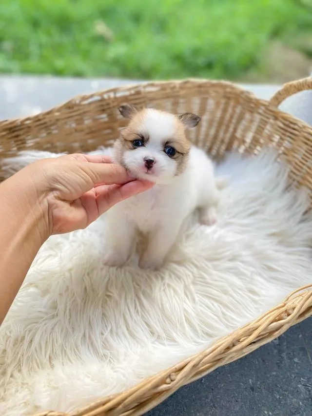 ชิสุห์ปอม น่ารักมากกก เพศชาย