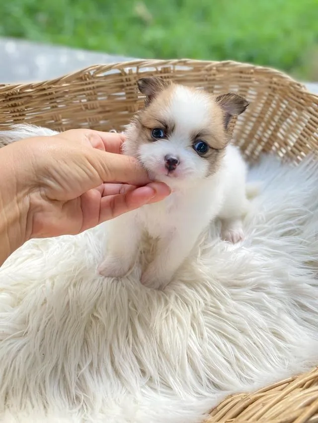 ชิสุห์ปอม น่ารักมากกก เพศชาย