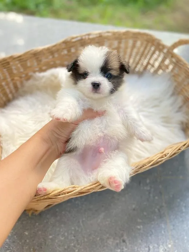 ชิสุห์ปอม น่ารักมากกก เพศชาย