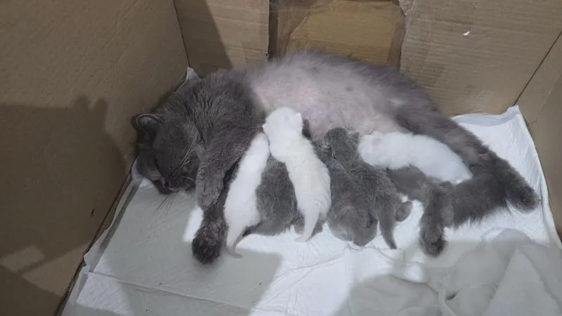 น้องมั้นกิ้น