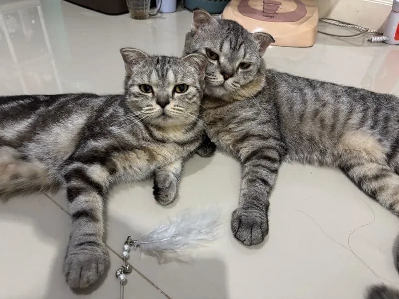 น้องแมว