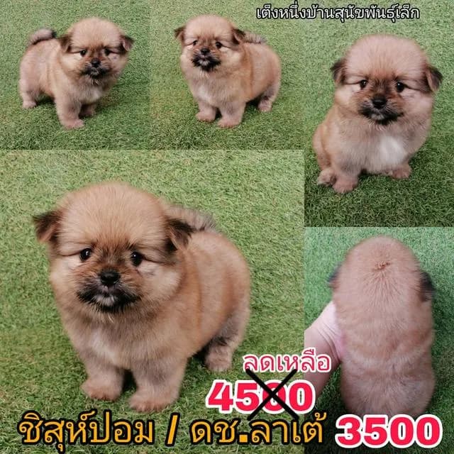 ด่วน!! 4500 ลดเหลือ 3500 ชิสุห์ผสมปอม ชิสุห์ผสมชิวาว่า เกรดสวย จัดโปรทุกตัว แอดไลน์มาได้เลย
