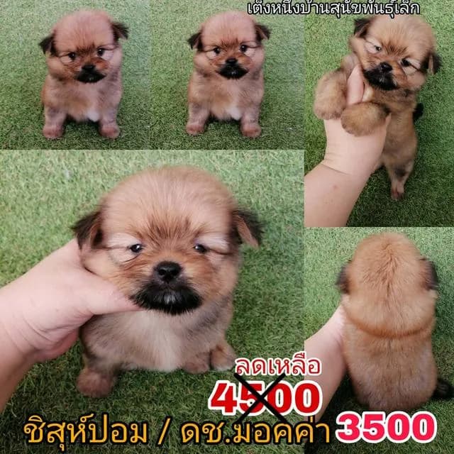 ด่วน!! 4500 ลดเหลือ 3500 ชิสุห์ผสมปอม ชิสุห์ผสมชิวาว่า เกรดสวย จัดโปรทุกตัว แอดไลน์มาได้เลย