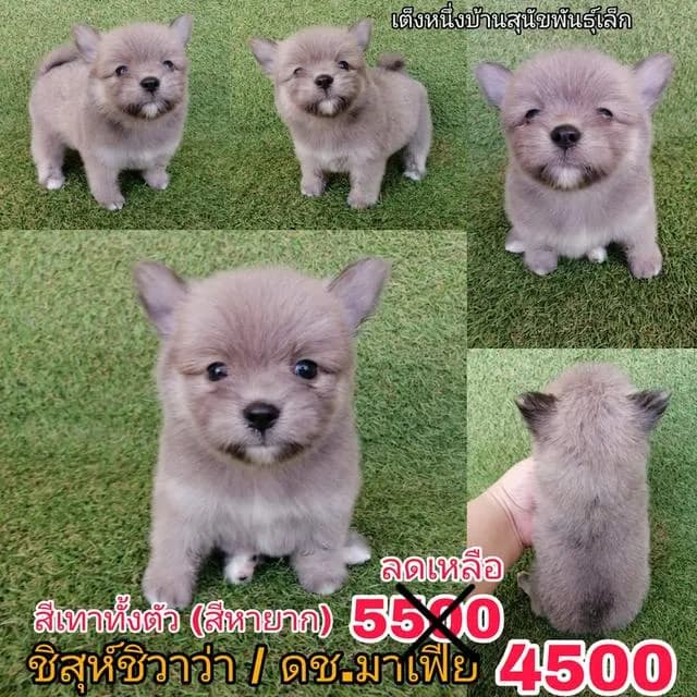 ด่วน!! 4500 ลดเหลือ 3500 ชิสุห์ผสมปอม ชิสุห์ผสมชิวาว่า เกรดสวย จัดโปรทุกตัว แอดไลน์มาได้เลย