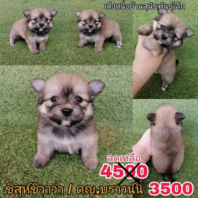 ด่วน!! 4500 ลดเหลือ 3500 ชิสุห์ผสมปอม ชิสุห์ผสมชิวาว่า เกรดสวย จัดโปรทุกตัว แอดไลน์มาได้เลย