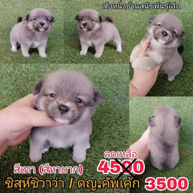 ด่วน!! 4500 ลดเหลือ 3500 ชิสุห์ผสมปอม ชิสุห์ผสมชิวาว่า เกรดสวย จัดโปรทุกตัว แอดไลน์มาได้เลย