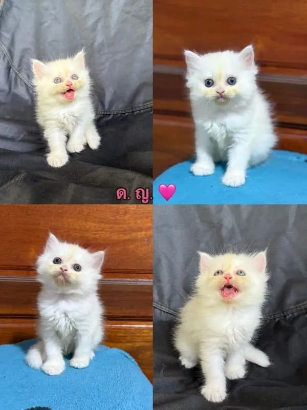 แมวเปอร์เซีย