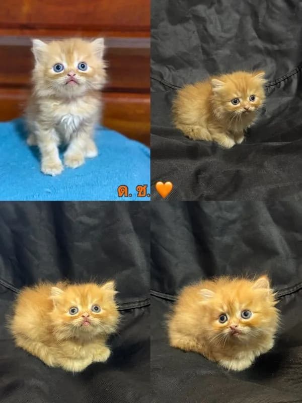แมวเปอร์เซีย