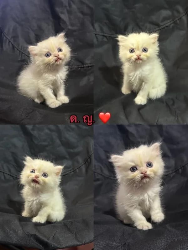 แมวเปอร์เซีย