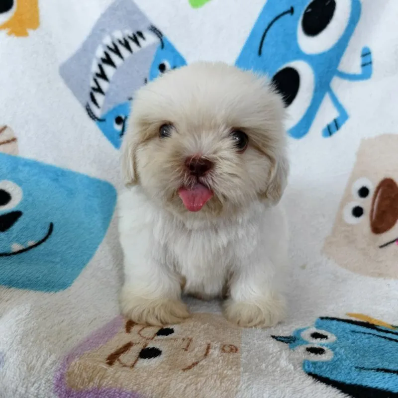 ชิสุแท้