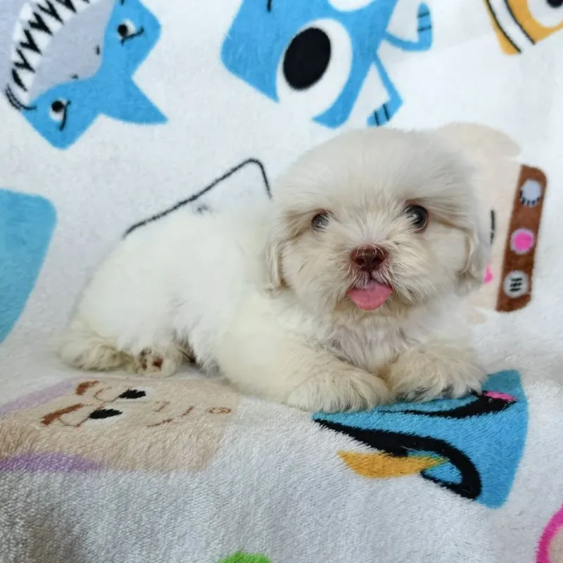 ชิสุแท้