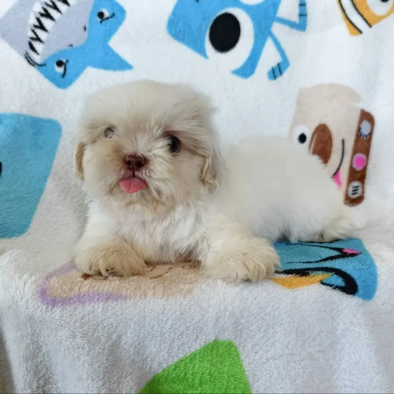 ชิสุแท้