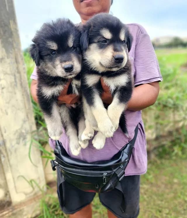 ไซบีเรียนผสมโกลเด้นพันธุ์ใหญ่อุดรธานี
