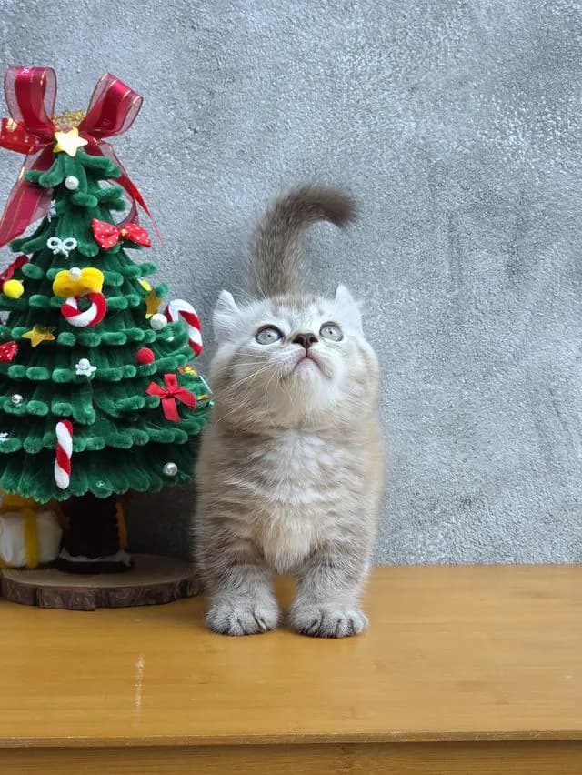 แมวขาสั้น เพศผู้ หูพลิก