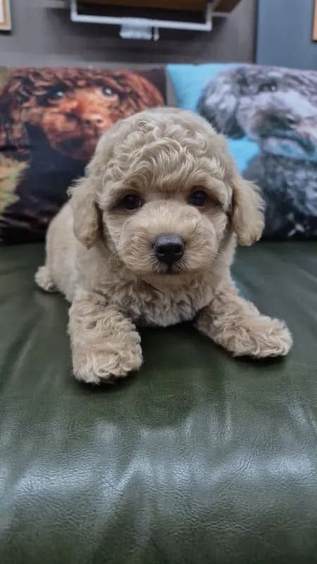 Poodle Toy Female Age 2 Months