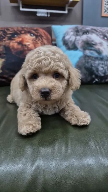 Poodle Toy Female Age 2 Months