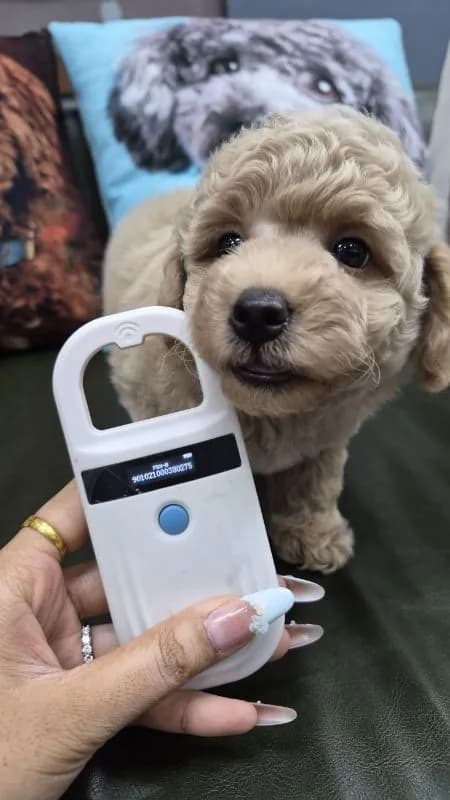 Poodle Toy Female Age 2 Months