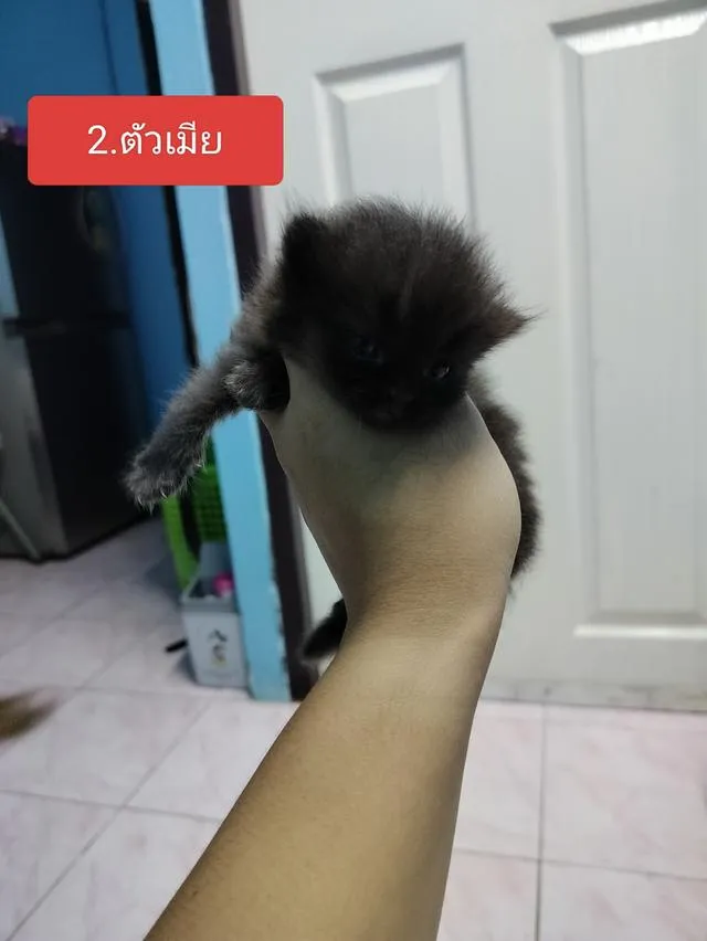 แมวพันธ์เปอร์เซียเหลือ3ตัวแล้ว
