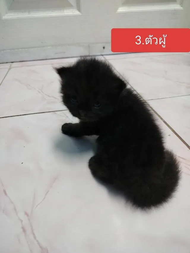 แมวพันธ์เปอร์เซียเหลือ3ตัวแล้ว