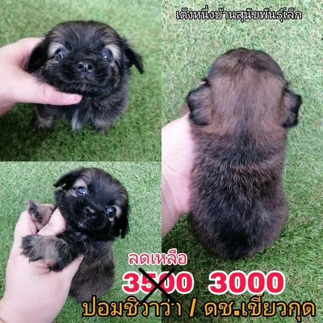 ด่วน!!3500 ลดเหลือ 3000 ชิวาว่าผสมปอม ชาย พร้อมย้าย