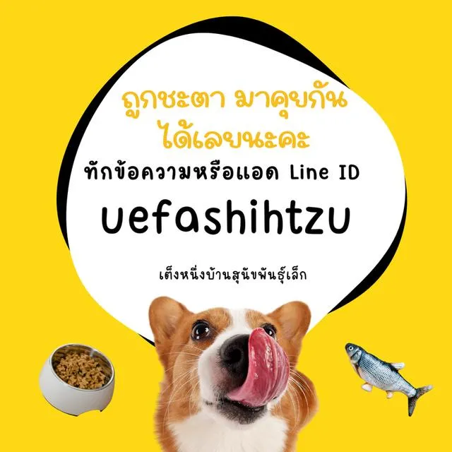 ด่วน!!3500 ลดเหลือ 3000 ชิวาว่าผสมปอม ชาย พร้อมย้าย