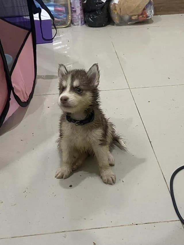 ลูกสนัขไซบีเรียนแท้อยุธยา