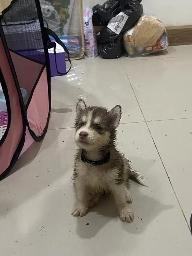 ลูกสนัขไซบีเรียนแท้อยุธยา