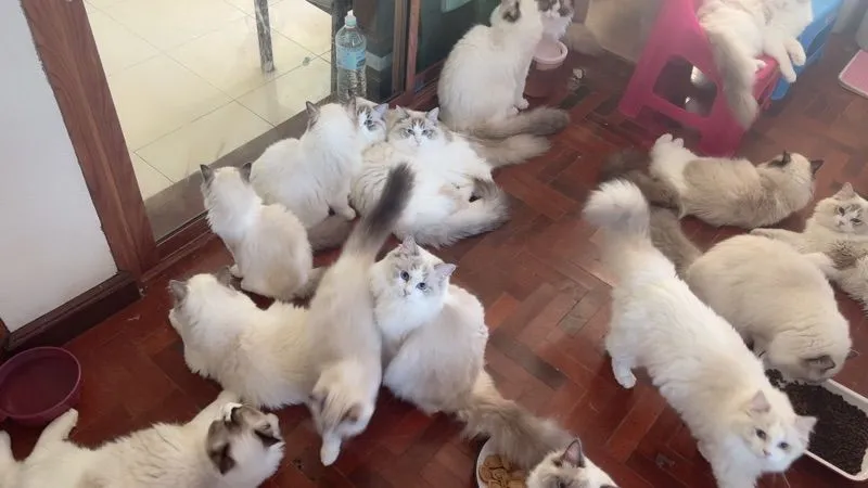 cat แมว