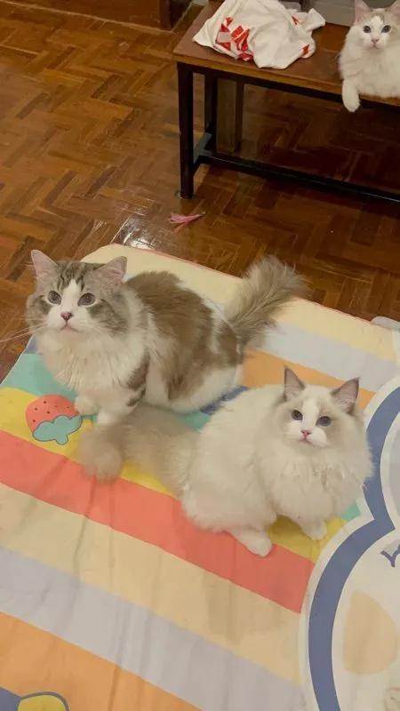 cat แมว
