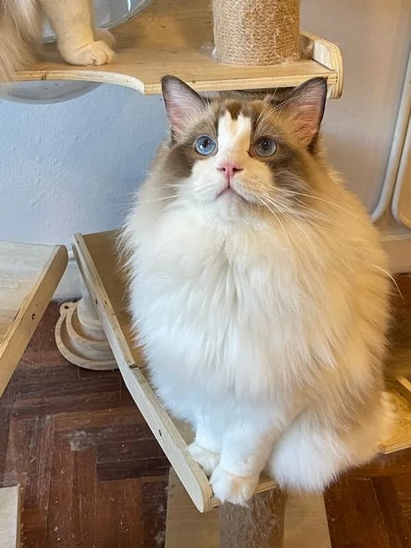 cat แมว
