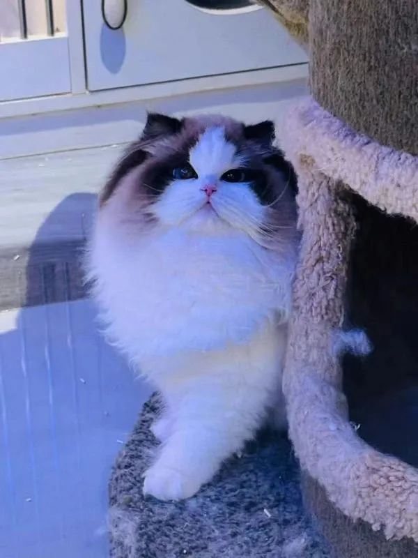 cat แมว