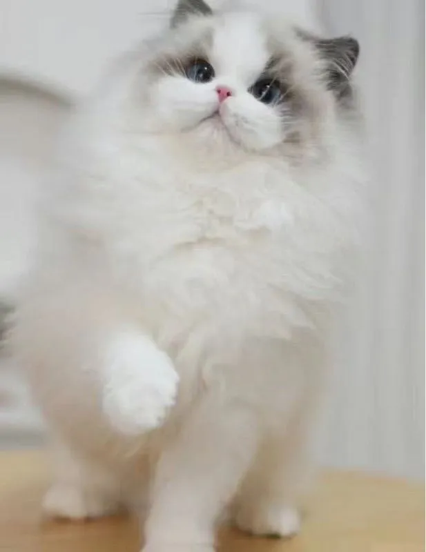 cat แมว