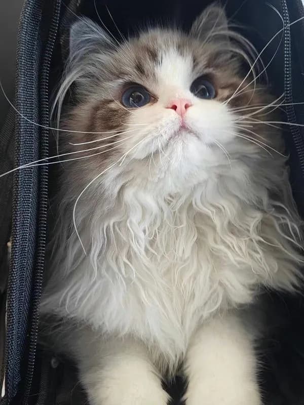 cat แมว