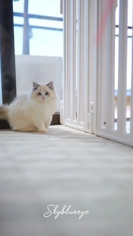 cat แมว