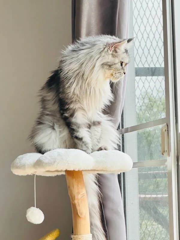 cat แมว