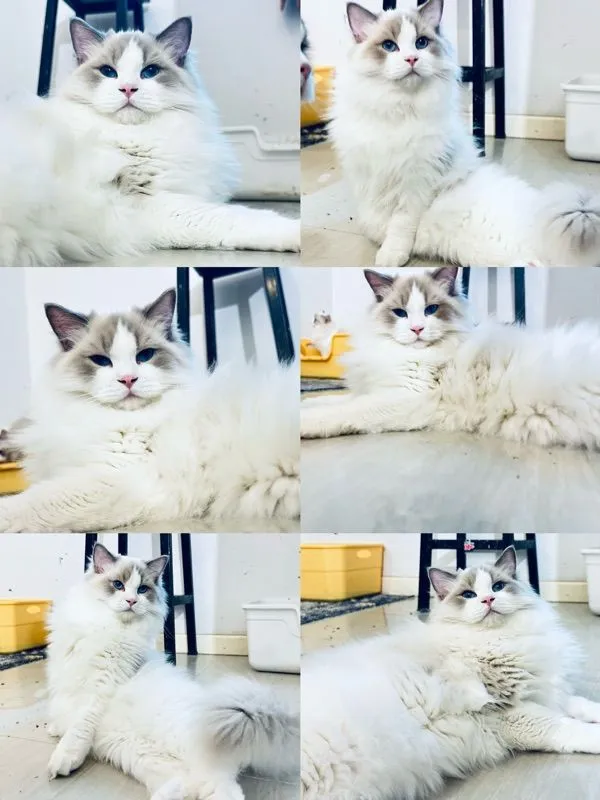 cat แมว