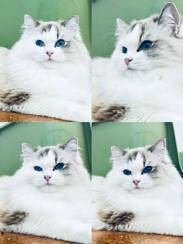cat แมว