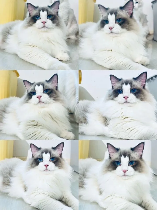 cat แมว