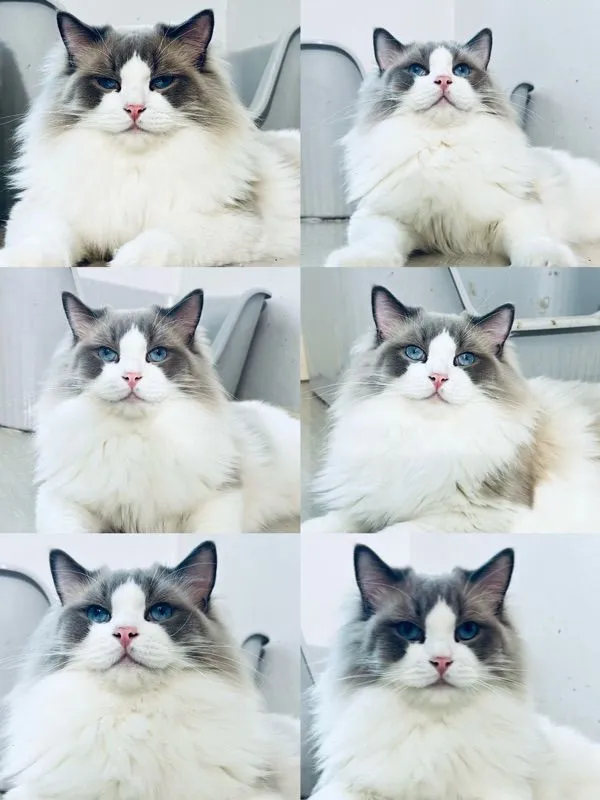 cat แมว