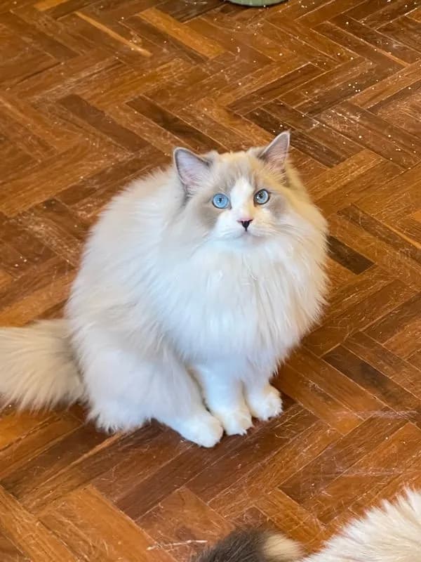 cat แมว